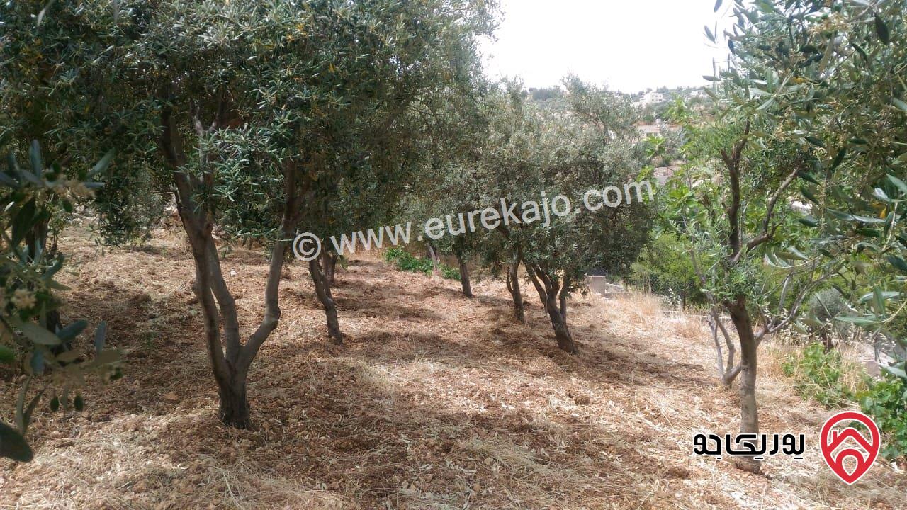 ارض مساحة 1693م للبيع في السلط - ام جوزة 