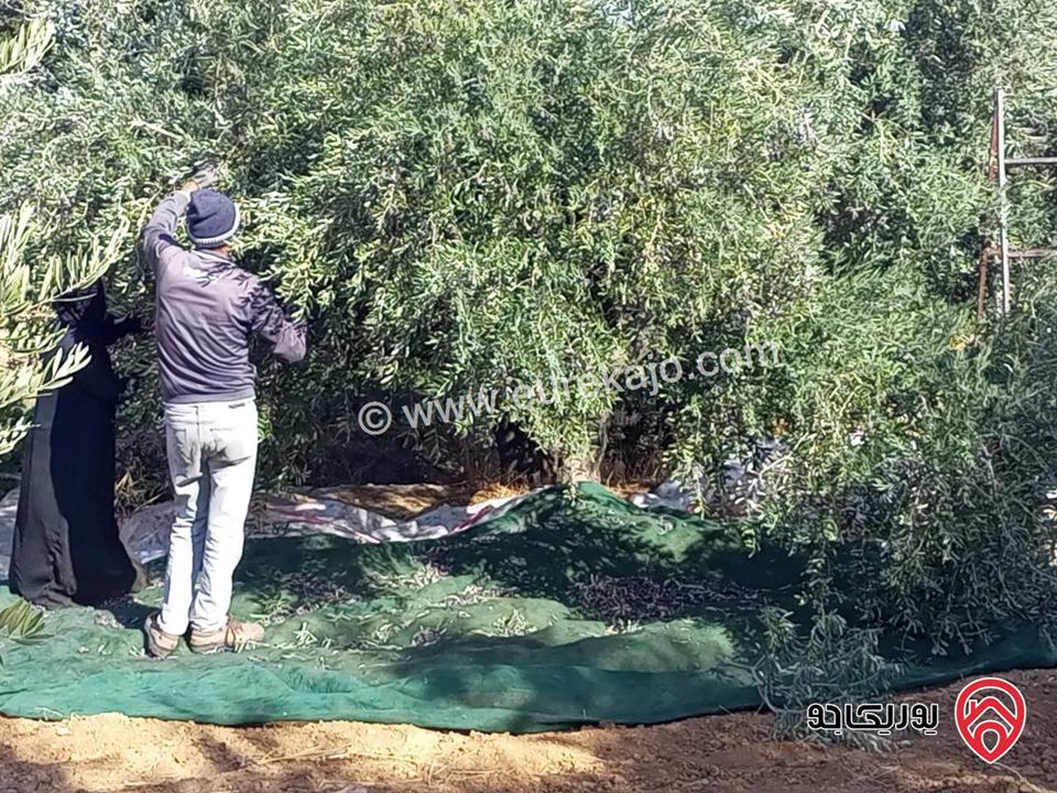 مزرعة زيتون مساحة الأرض 8 دونم و 588م و البناء مساحة 100م للبيع في السلط
