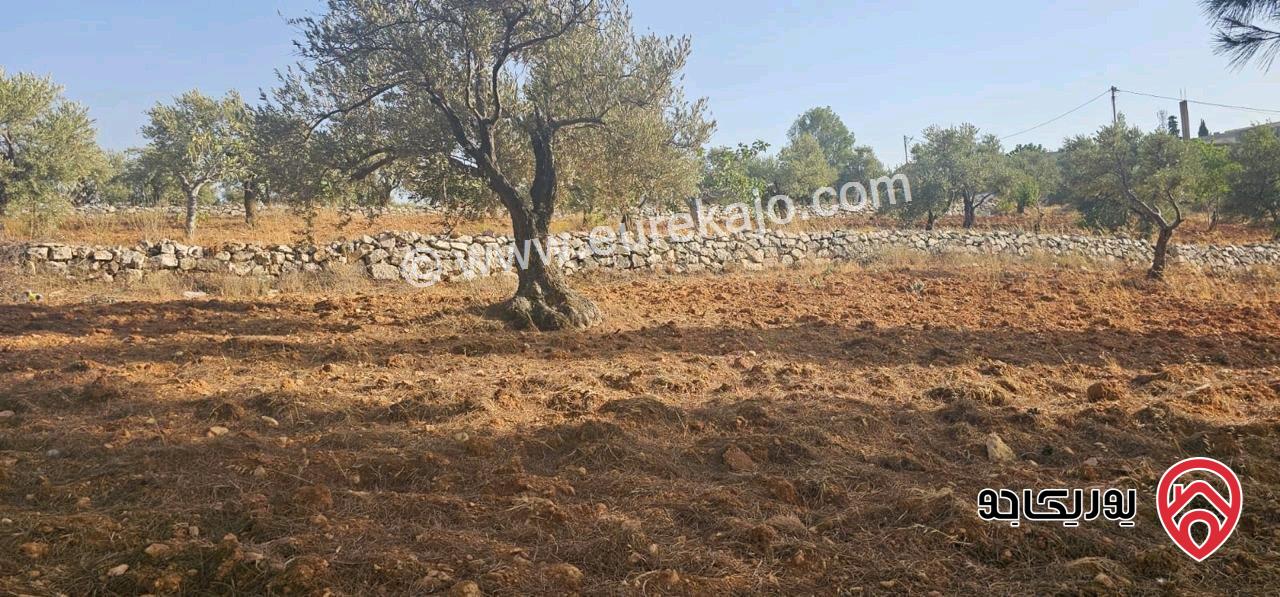 قطعة أرض ريفية مساحة 7 دونم للبيع في في جرش سوف حوض بيدر الحمص 