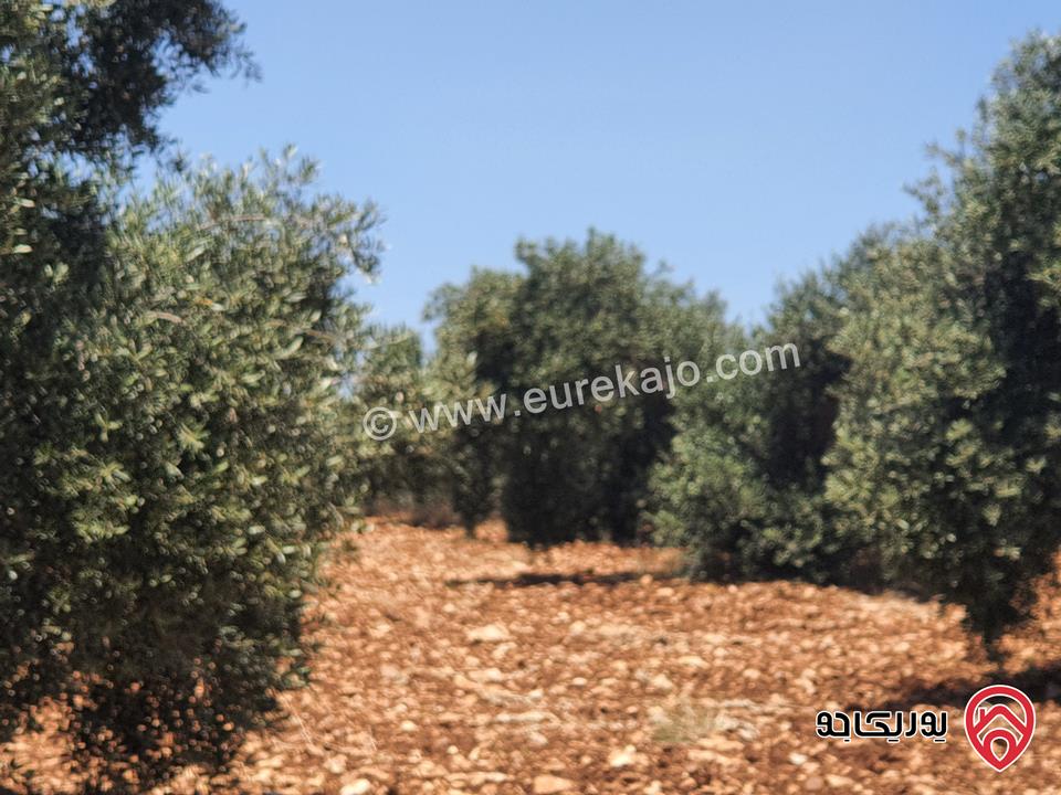 مزرعة زيتون بلدي مساحة 11500م للبيع في اربد  - حرثا 