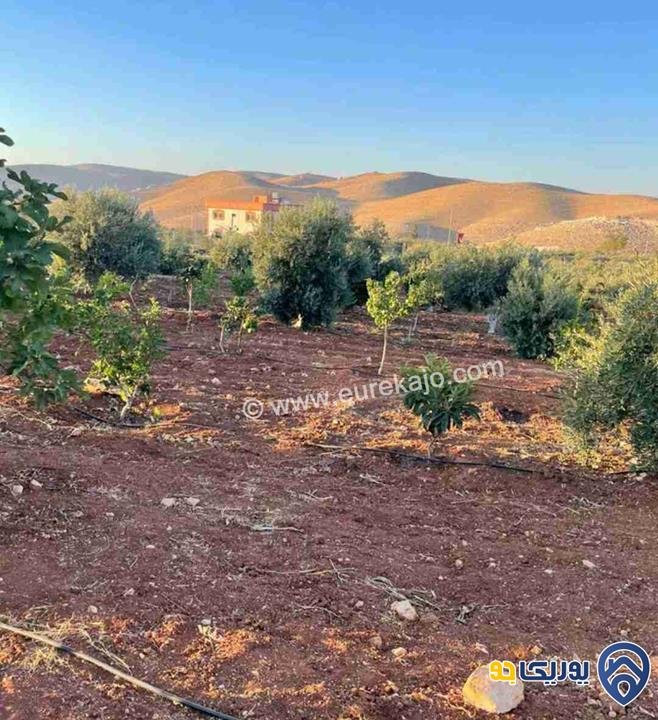 مزرعة في القنية اطلالة عاليه وخلابه مشجرة بالاشجار المثمرة بمساحة 6800م