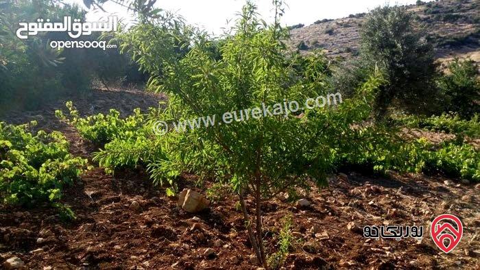 ارض مزرعة استثمارية مساحة 13 دونم للبيع بجبال عجلون - خربة الوهادنه السياحية التنموية 