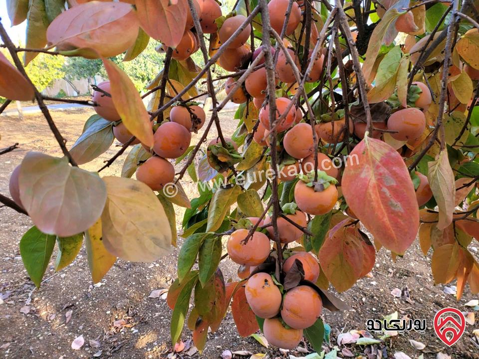 مزرعة مساحة الأرض 6 دونم و البناء 1 دونم للبيع في عمان - ناعور