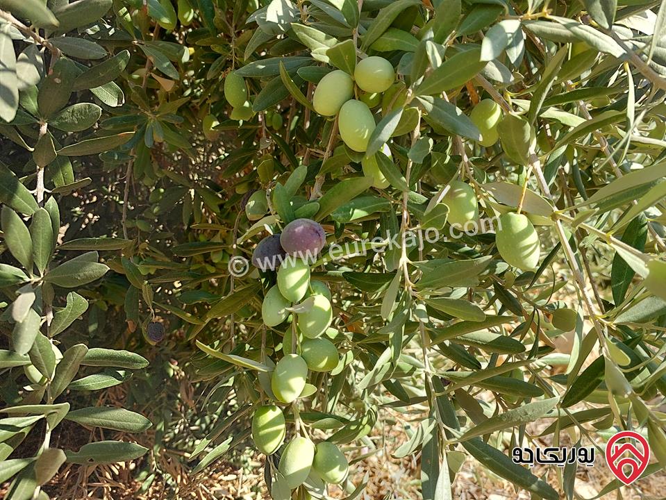 مزرعة مساحة 4 دونم للبيع في غرب عمان - البحاث 