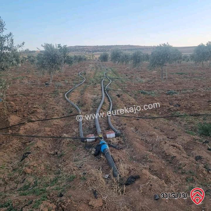 أرض زراعية مساحة 25 دونم للبيع في الكرك - فقوع