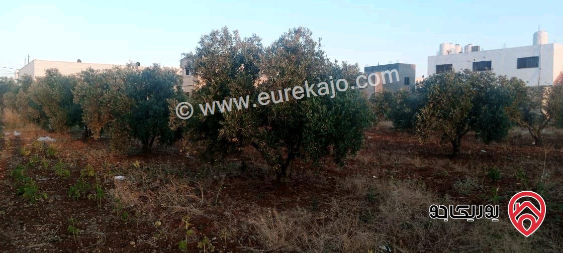 قطعة أرض مساحة 2 دونم للبيع في اربد - الرمثا - الطرة