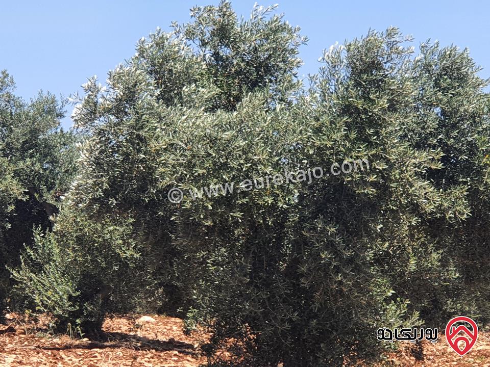 مزرعة زيتون بلدي مساحة 11500م للبيع في اربد  - حرثا 