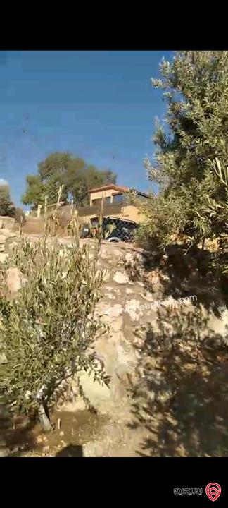 أرض مساحة 546م مزروعة بأشجار الزيتون للبيع في عمان - ناعور