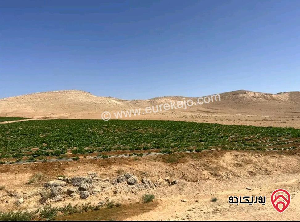 أرض مساحة 21 دونم للبيع في المفرق - ثغرة الجب