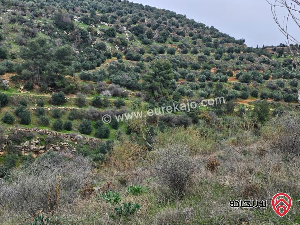 ارض مساحة 4 دونم و 650م للبيع في السلط  الصبيحي – حوض أبو الهيل