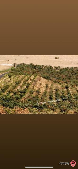 مزرعة استثمارية مساحة 60 دونم وبناء 170م للبيع في الغور 