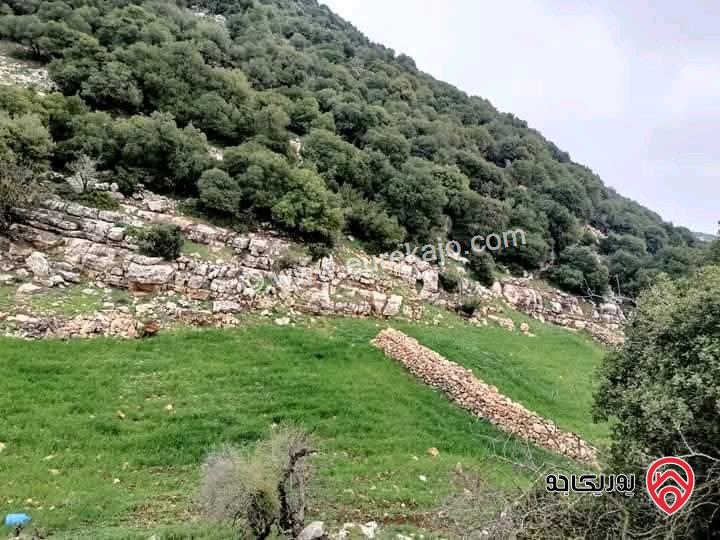 قطعة أرض مساحة 10 دونم للبيع في عجلون مجاورة للاحراش الحكومية من ثلاث جهات 