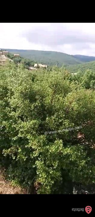 ارض مساحة 6 دونم للبيع في عجلون راسون اطلالة مميزة قابل للبيع من دونمين و أكثر