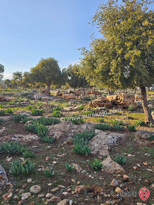 مشروع أراضي مميزة قطع عدد 4 بمساحات مختلفة للبيع في جلعد / السلط 