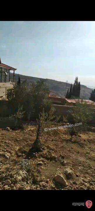 أرض مساحة 546م مزروعة بأشجار الزيتون للبيع في عمان - ناعور