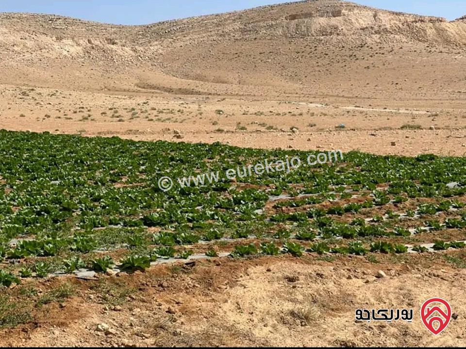 أرض مساحة 21 دونم للبيع في المفرق - ثغرة الجب
