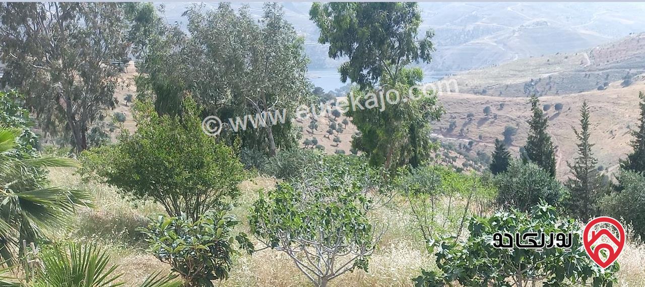 مزرعة زيتون مساحة 19 دونم للبيع في جرش مطلة على سد الملك طلال