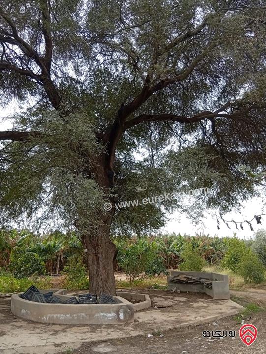 قطعة ارض مساحة 3 دونم و 400م للبيع في اربد - الأغوار الشمالية 