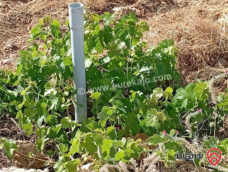 مزرعة مساحة الأرض 3 دونم و 400م بإطلالة للبيع في المفرق - بلعما