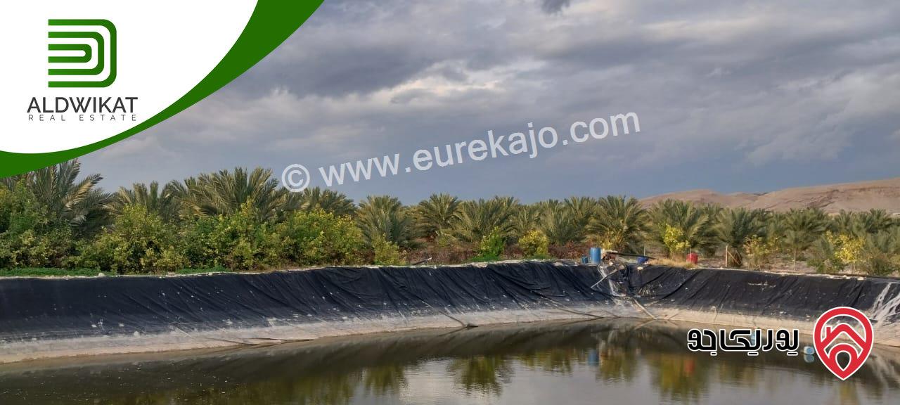 مزرعة نخيل للبيع في الغور الجنوبي / الكرامة مساحتها 56 دونم مزروعة تمر مجهول