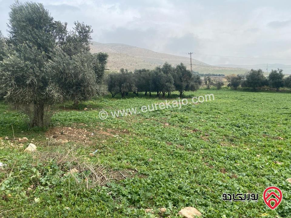 مزرعة لا تعوض للبيع مساحة 5966 متر (6 دنم) في الزرقاء - السخنه بسعر فقط 18 دينار على المتر 