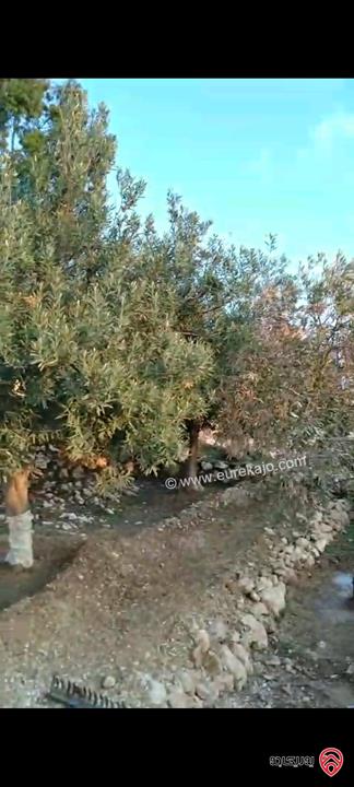 أرض مساحة 546م  للبيع في عمان - ناعور