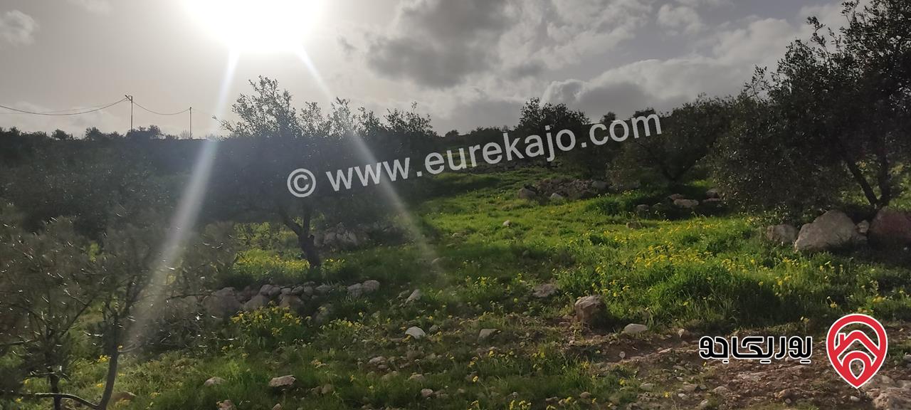 أرض زيتون معمر مساحة 3 دونم و 400م للبيع في المفرق