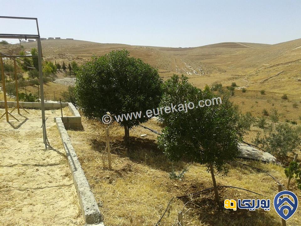 مزرعة مساحة 5000م للبيع في بلعما