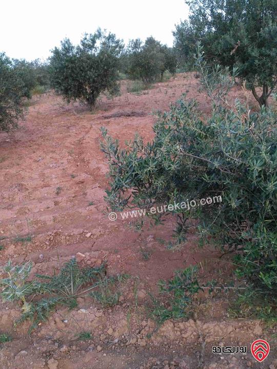 مزرعة زيتون مساحة 30 دونم للبيع في مادبا - لب