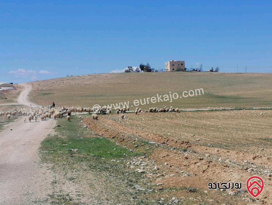 قطعة أرض نصف دنم للبيع بالمشتى أراضي جنوب عمان 