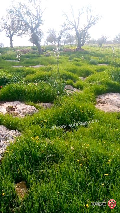 أرض مساحة 5 دونم و 760م للبيع في الزرقاء - صروت تبعد عن عمان 20 دقيقة