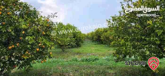 مزرعة مساحة 35 دونم للبيع في اربد - الشونة الشمالية