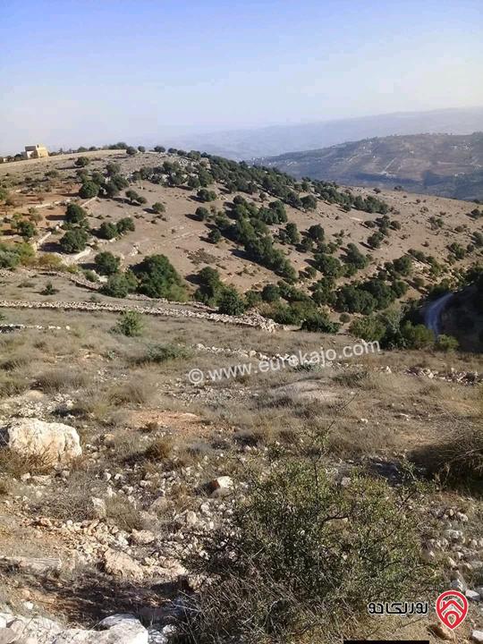 مزرعة مساحة الأرض 26 دونم للبيع في جرش - سوف