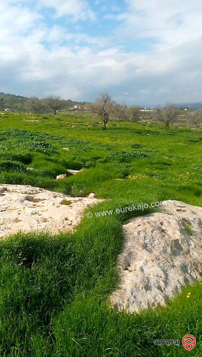قطعة أرض زراعية مساحة 6 دونم و 248م للبيع في الزرقاء - منطقة صروت تبعد عن عمان 20 دقيقة