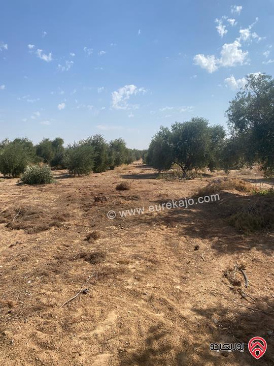 مزرعة استثمارية مساحة 534 دونم للبيع بسعر مغري في منطقة الأزرق الشمالي 