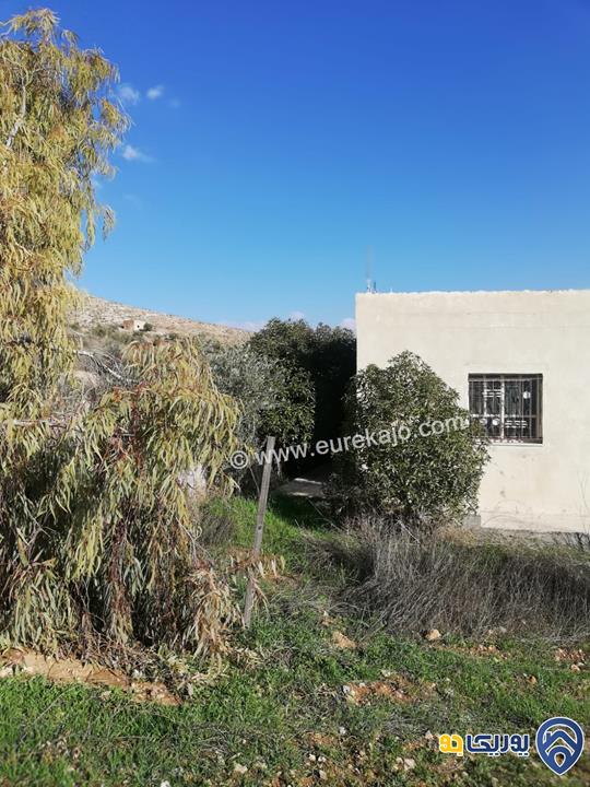 مزرعة مساحة 5000م للبيع في بلعما