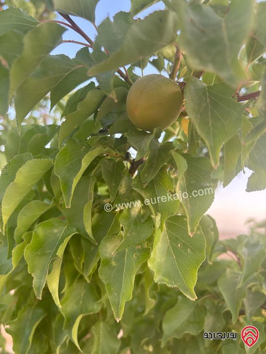 أرض مساحة 10 دونم مزروعة زيتون بلدي حوالي 250 شجرة للبيع من أراضي جنوب عمان - الحمام الشرقي 