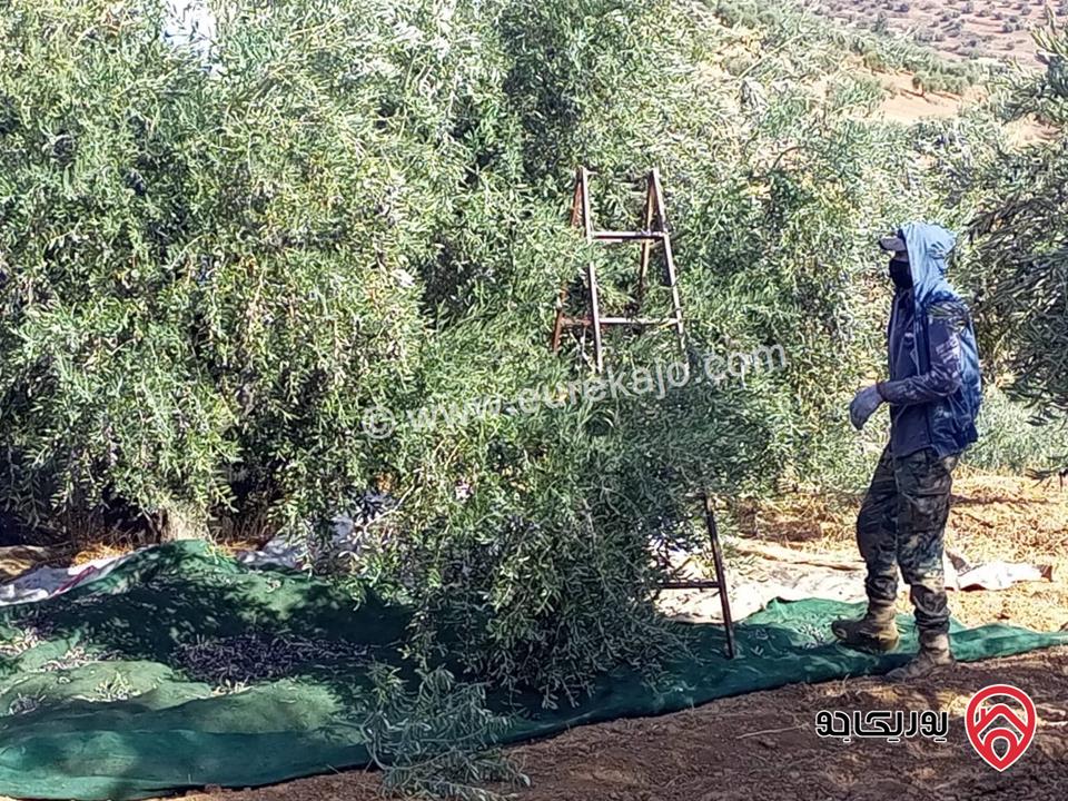 مزرعة زيتون مساحة الأرض 8 دونم و 588م و البناء مساحة 100م للبيع في السلط