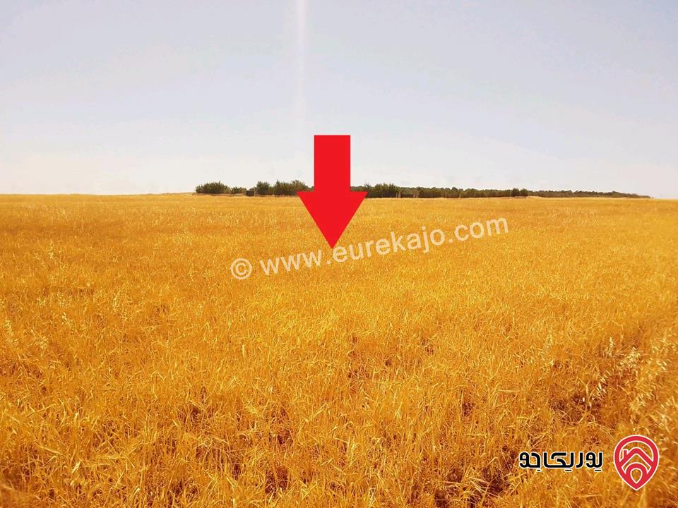 قطعة أرض مساحة 5300م زراعية مميزة واصل الخدمات للبيع في مادبا - ماعين غرابيات ام راسين 