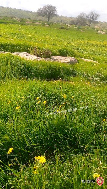 قطعة أرض زراعية مساحة 6 دونم و 248م للبيع في الزرقاء - منطقة صروت تبعد عن عمان 20 دقيقة