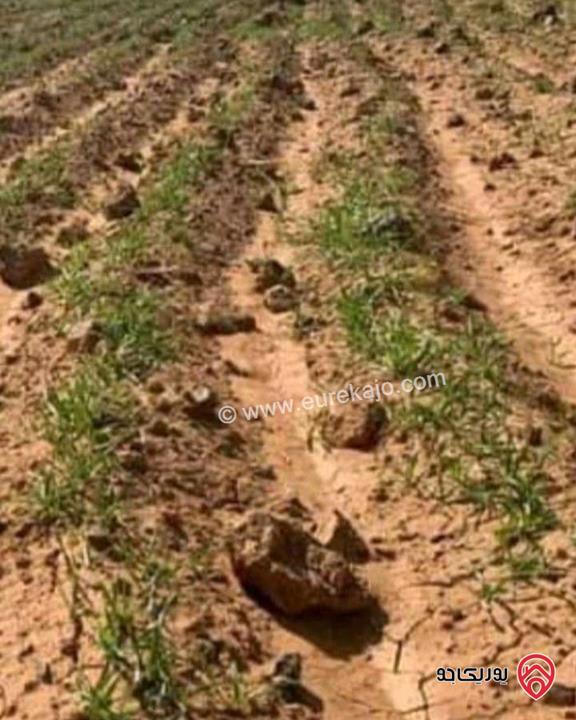 أرض مساحة 15 دونم و 529م للبيع في المفرق - أراضي البادية الشمالية منطقة قاسم
