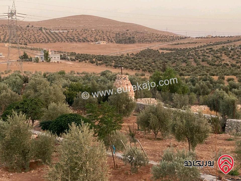 مزرعة مساحة الأرض 4 دونم و 60م للبيع في المفرق - بلعما مع أشجار زيتون مع أشجار زينة