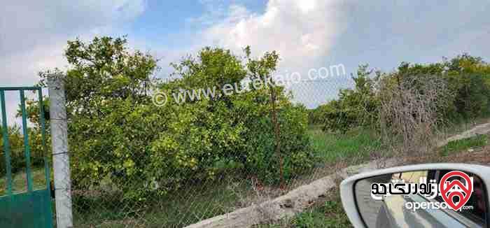 مزرعة مساحة 35 دونم للبيع في اربد - الشونة الشمالية