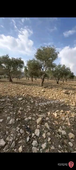 أراضي مساحة 3700م للبيع في عمان - ناعور حسبان مزروعة زيتون