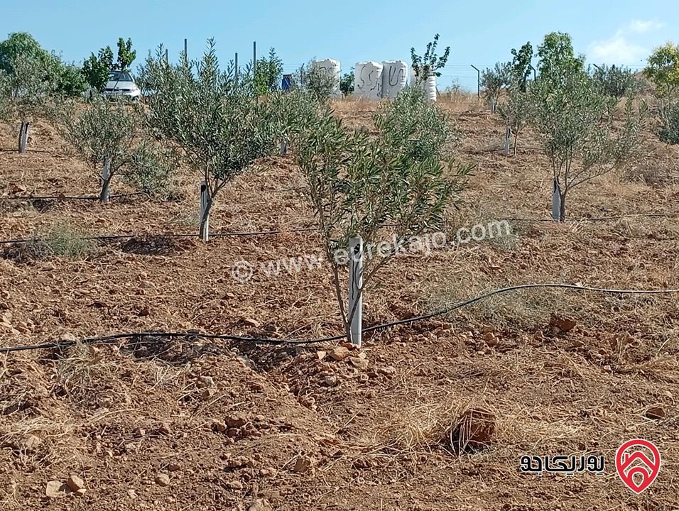 مزرعة مساحة الأرض 3 دونم و 400م بإطلالة للبيع في المفرق - بلعما