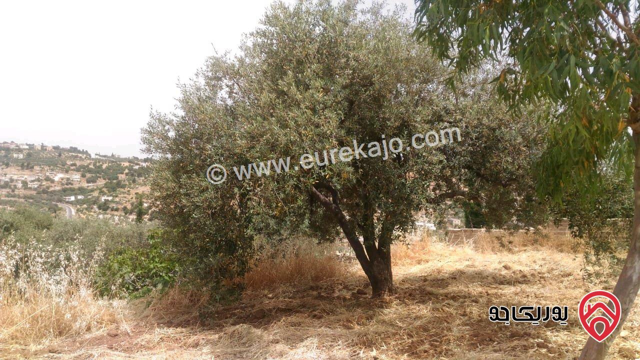 ارض مساحة 1693م للبيع في السلط - ام جوزة 