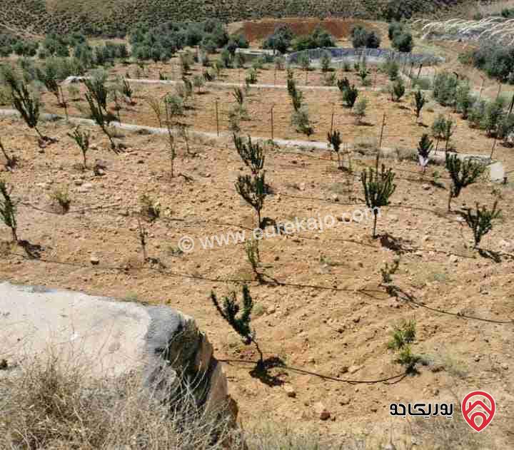 مزرعة كرز سقي مساحة 3 دونمات للبيع في جرش