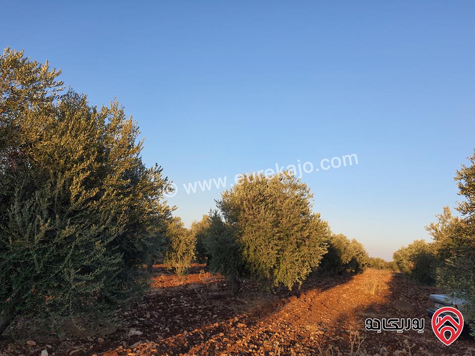 مزرعة زيتون بلدي نخب مساحة 12 دونم للبيع في اربد - ضمن أراضي حرثا