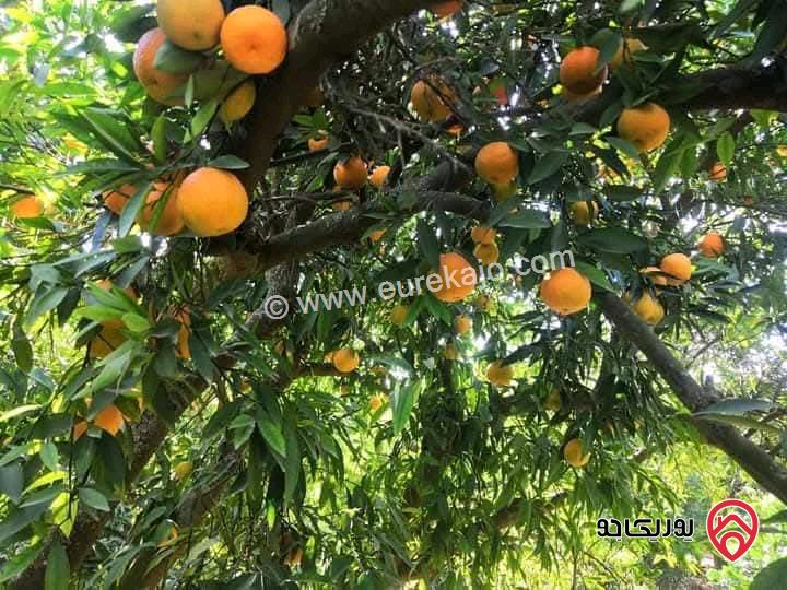 مزرعة حمضيات مساحة 53 دونم للبيع في الأغوار الشمالية 