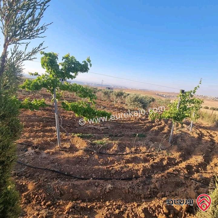 أرض زراعية مساحة 25 دونم للبيع في الكرك - فقوع